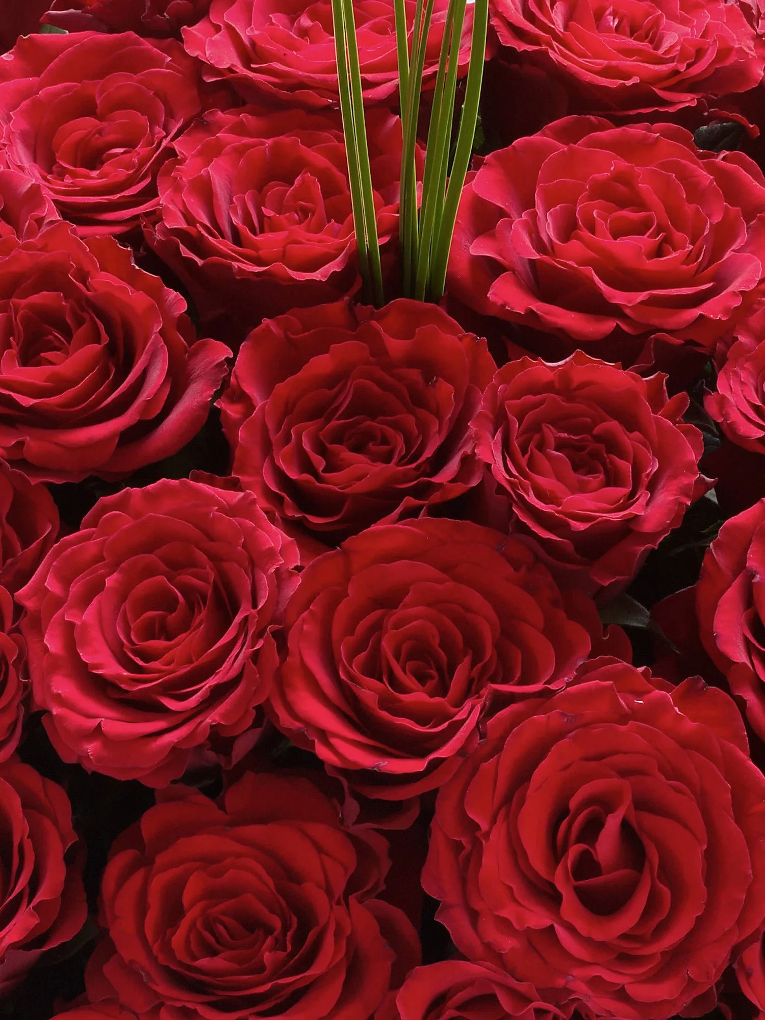 Besotted By You-8269