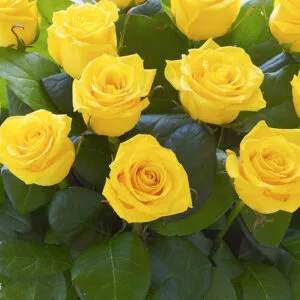 Sunshine Roses Wrist Corsage