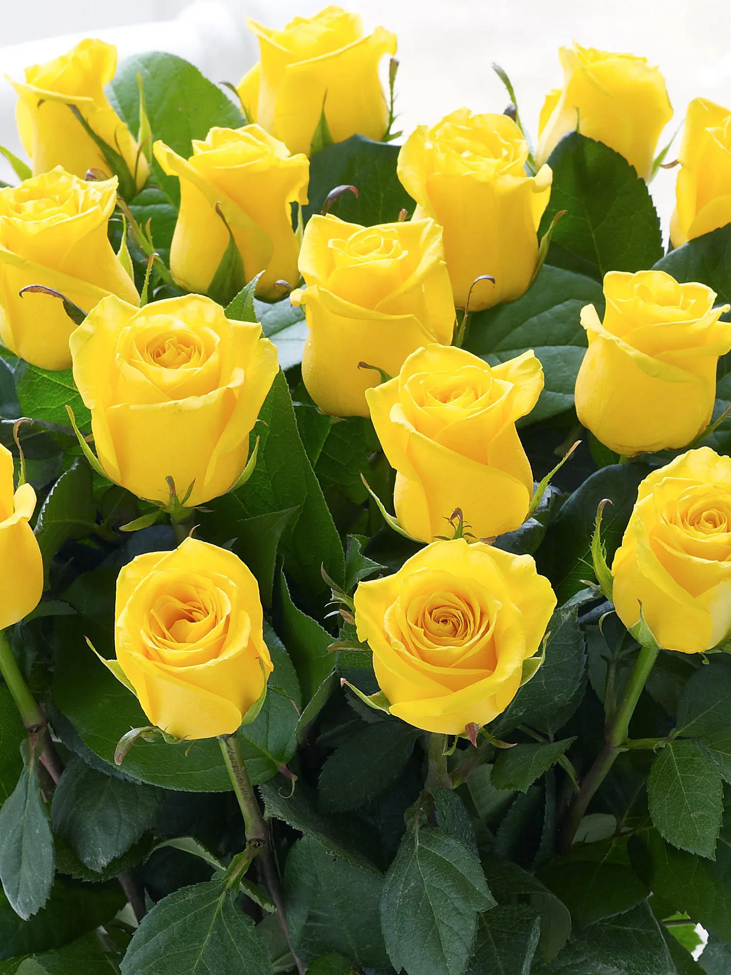 Brilliance Bouquet-0