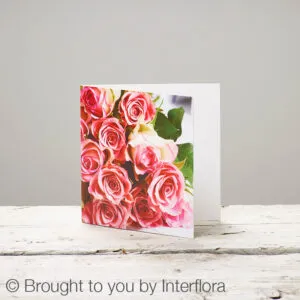 Pink Rose Greetings Card